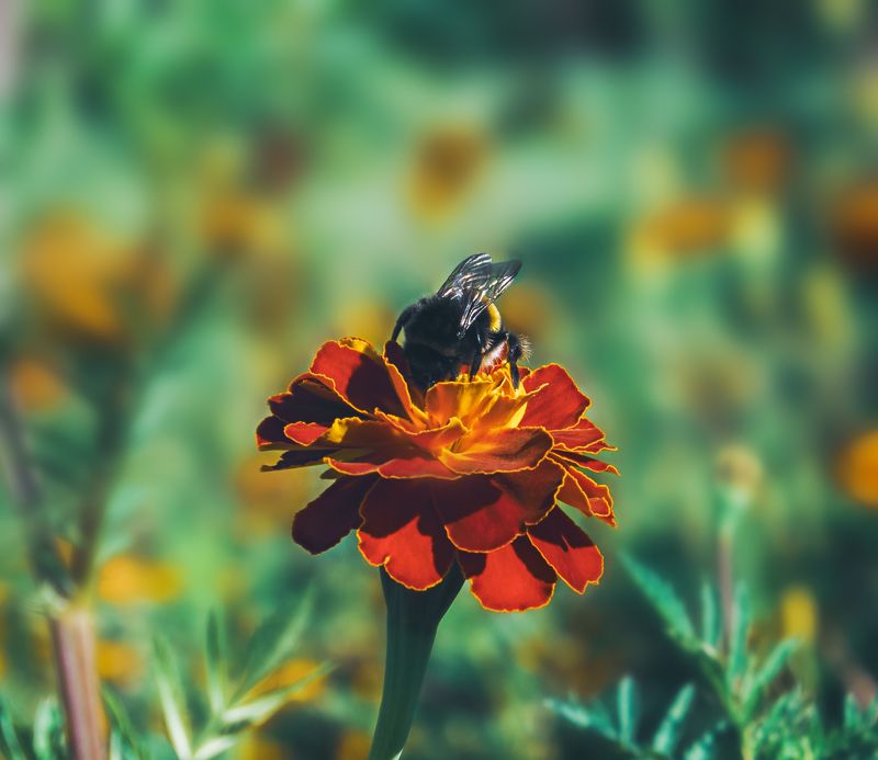 шмель, лето, цветок, природа, макро, цвета Шмель за работой.photo preview