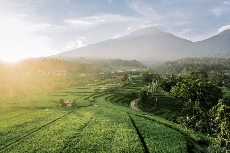 Рисовые террасы на Бали