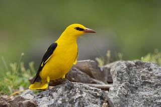 Oriolus oriolus