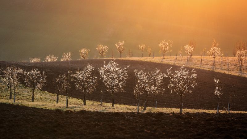 моравия, чехия, south moravia, южная моравия, Sunrise into Moravian fields.photo preview