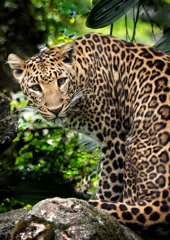Javan Leopardphoto preview