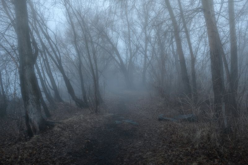 лес, деревья, урал,туман Прохладное утроphoto preview