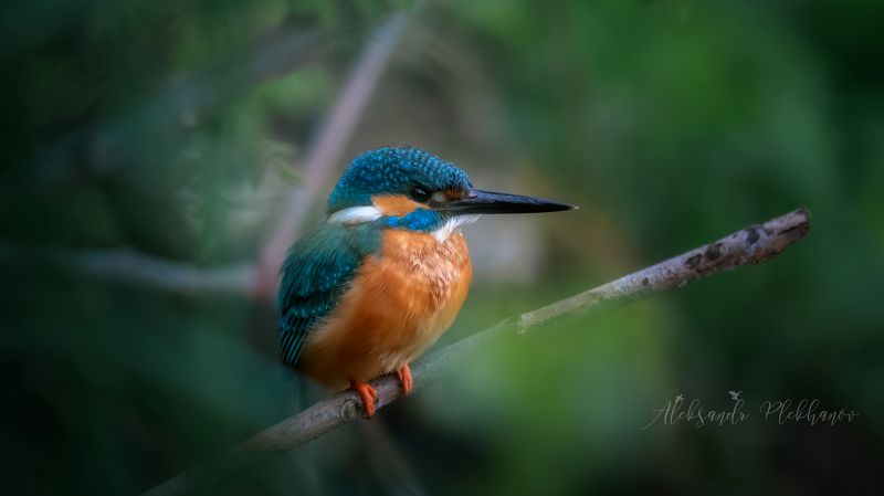 wildlife , kingfisher , island , зимородок Kingfisher Islandphoto preview