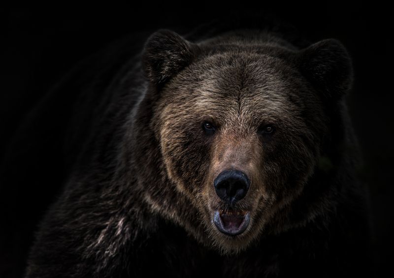 Bear dark