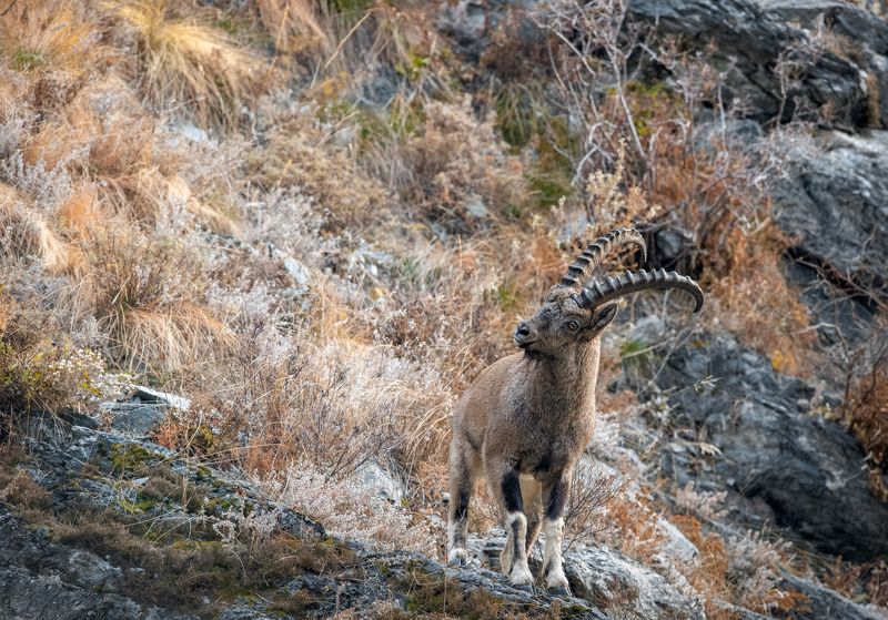 сибирский горный козел, козерог Козлик в осеннемphoto preview