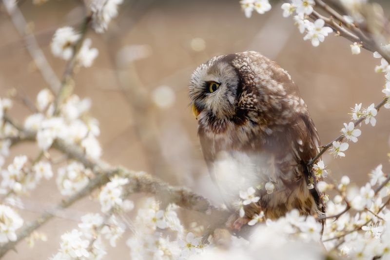 owl, bird, animal, creech owl, spring, blossom Spring is herephoto preview