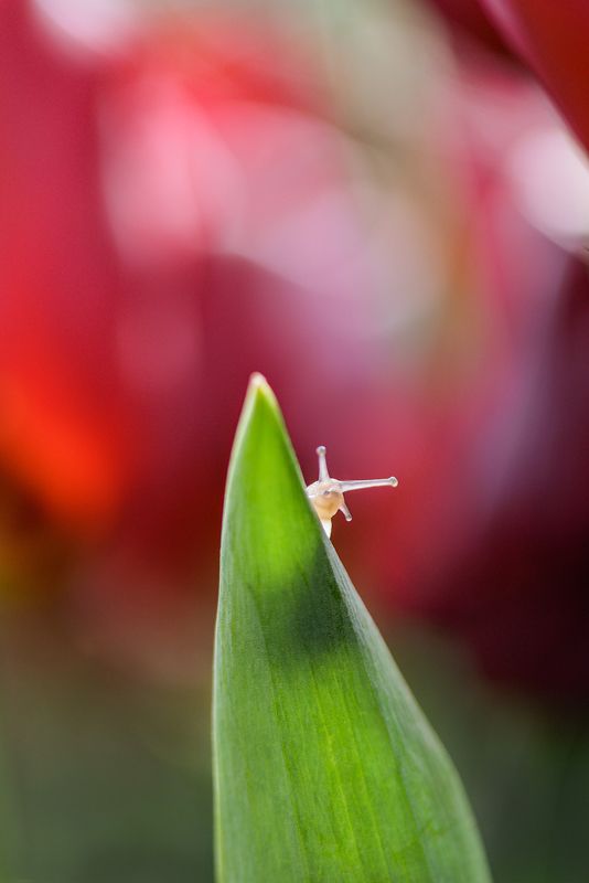 macro, macrophoto, snails, nature, forest, spring, tulips, flowers \'Looking At You\'photo preview