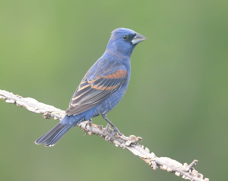blue grosbeak, голубая гуирака, cardinal, grosbeak, весна Blue grosbeak - Голубая гуиракаphoto preview