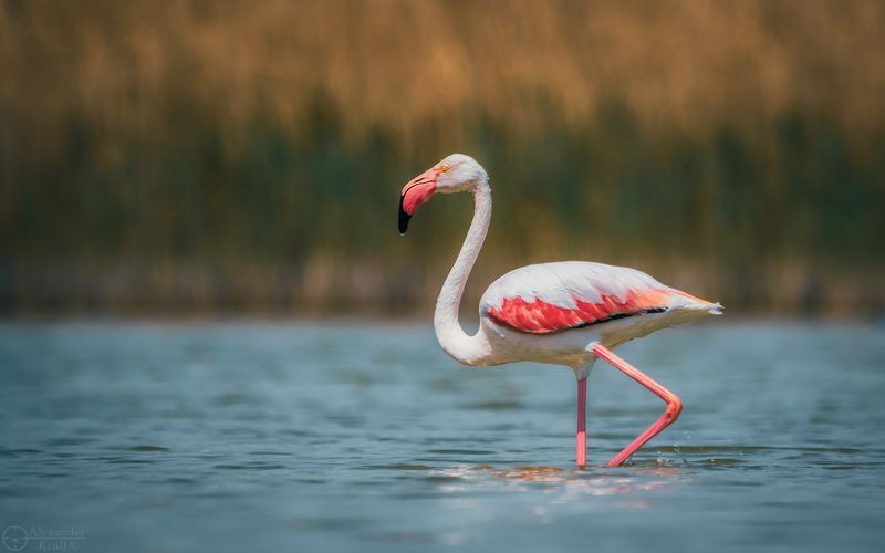 фламинго Красота и грацияphoto preview