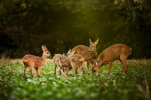 Does with fawns