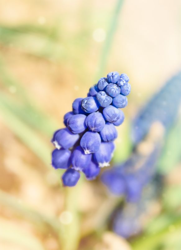 цветок, макро, день, лето, природа, мускари Синий цветокphoto preview