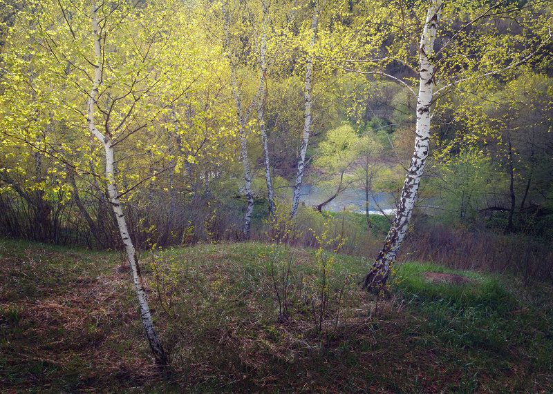 лес, свет, утро, природа ***photo preview