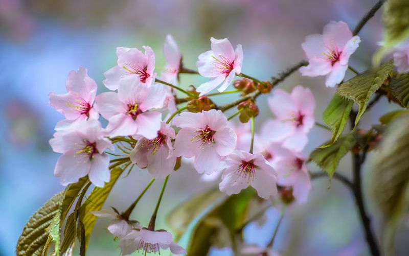 весна, цветение, природа Веснаphoto preview