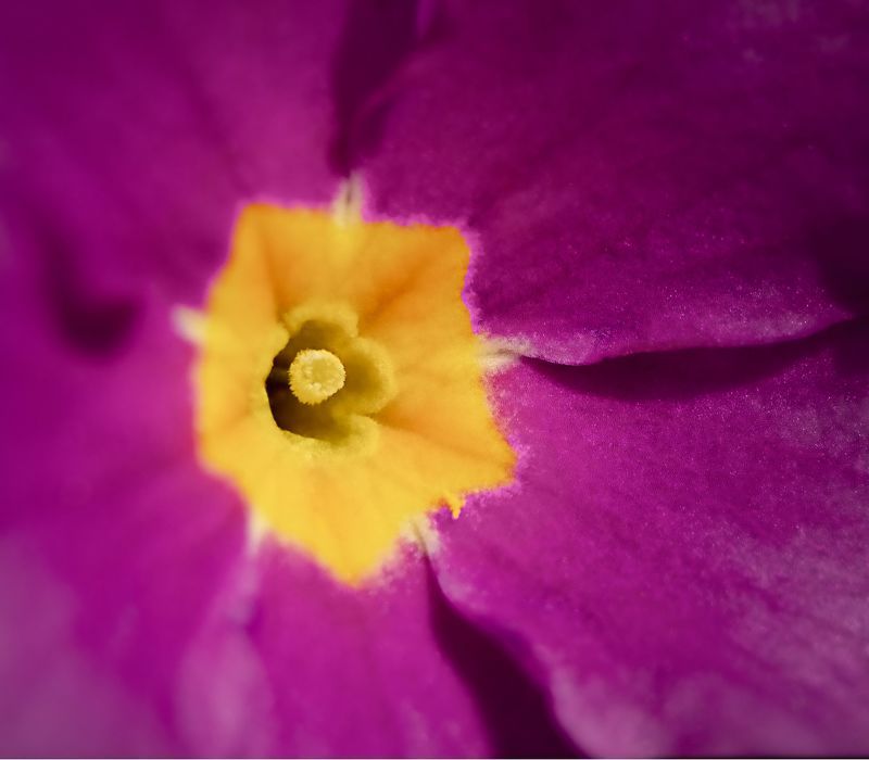 цветок, макро, природа, текстура Серединкаphoto preview