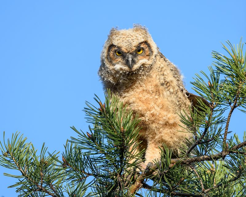 Owlet of Great Horned Owl