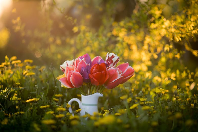 flowers, garden, tulipa, цветы, садовые, тюльпан Майские тюльпаныphoto preview
