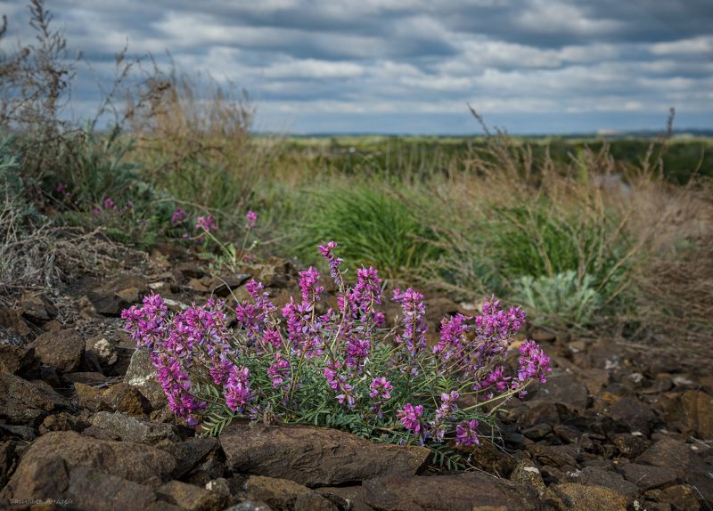 весна, цветы, природа, оренбургская область Майские цветыphoto preview