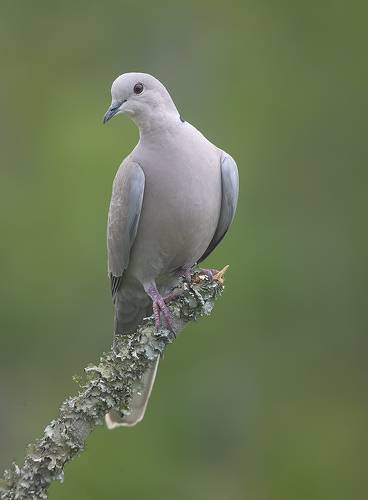 Eurasian collared dove -Кольчатая Горлица