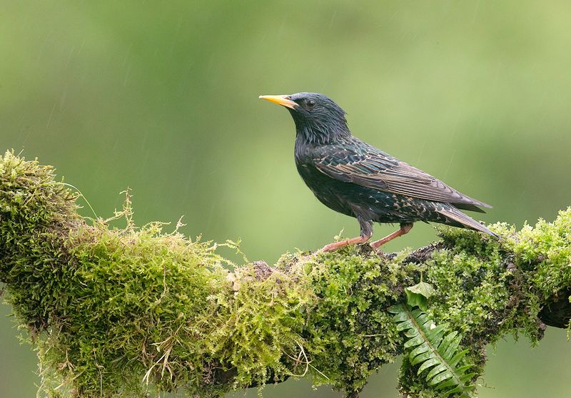 cкворец, european starling,  starling,весна European Starling. Обыкновенный скворецphoto preview
