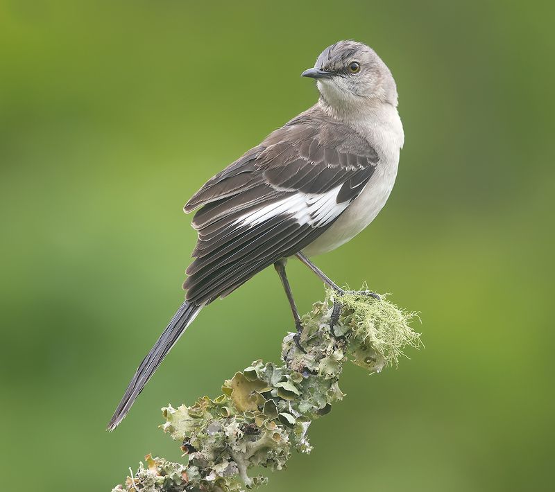 northern mockingbird, многоголосый пересмешник, пересмешник, mockingbird Northern Mockingbird - Многоголосый пересмешникphoto preview