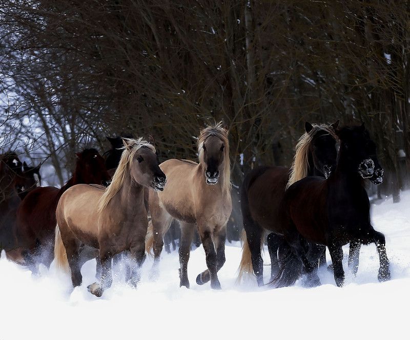 лошади, табун, зима,поле,природа, красота, horse,herd, animal, beautiful, winter,field, nature Табунphoto preview