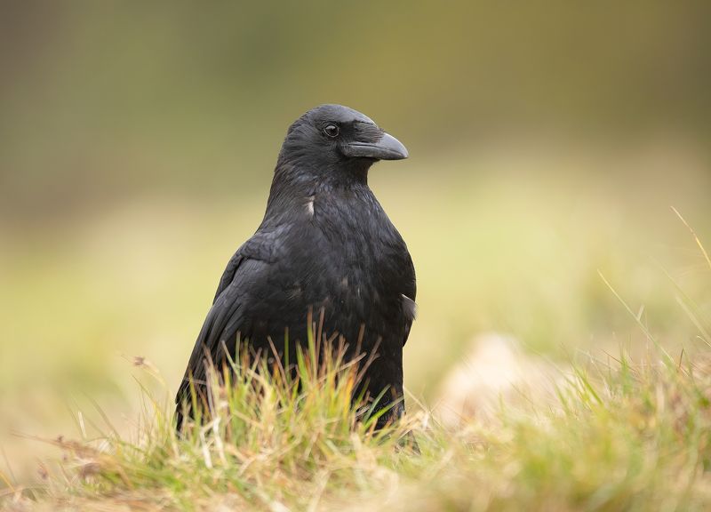 Crow, Birds, Nature, Wildlife, Canon, Sigma Crowphoto preview