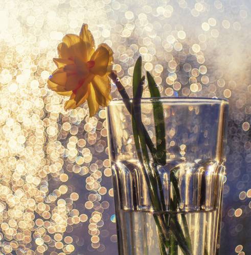 Вечернее солнце в стакане с цветком