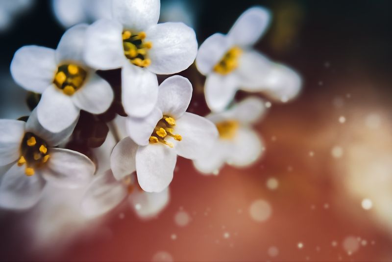 цветы, макро, природа, белый, лето, весна Волшебствоphoto preview