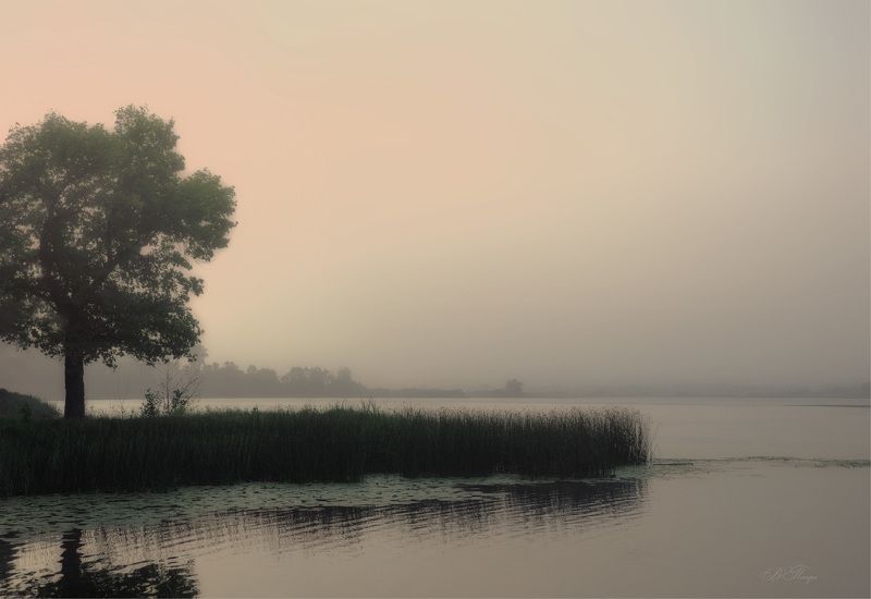 озеро дерево трава туман рассвет Светаетphoto preview