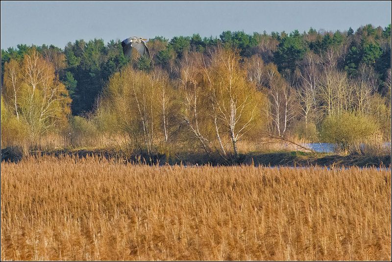 московская обл.,пруд, лес,птица Цапля над лесомphoto preview