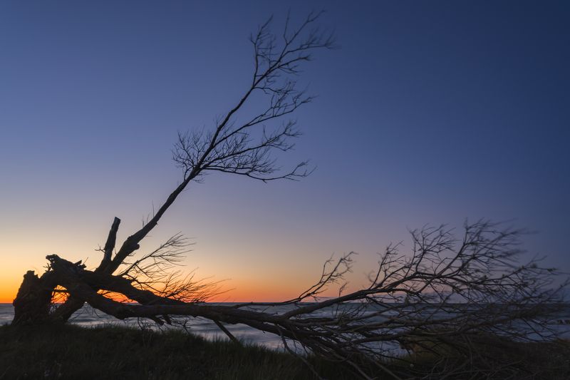 балтийское море, сломанное дерево, закат, после шторма *photo preview