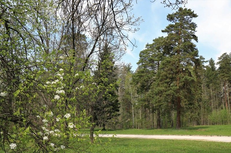 дендропарк,новосибирск,деревья,природа,весна,май Веснаphoto preview