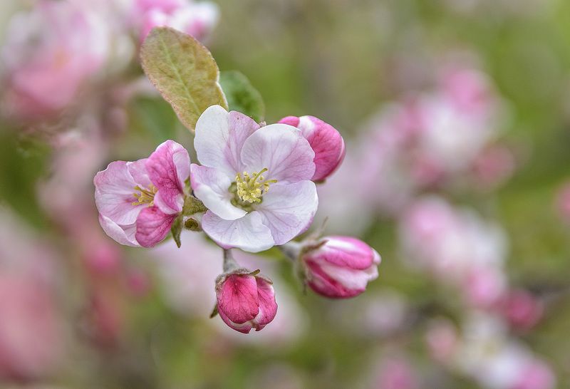 Apple tree flowers...