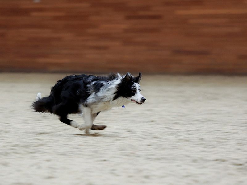 собака, соревнование,спорт, dog, competition, motion, sport Гонкаphoto preview
