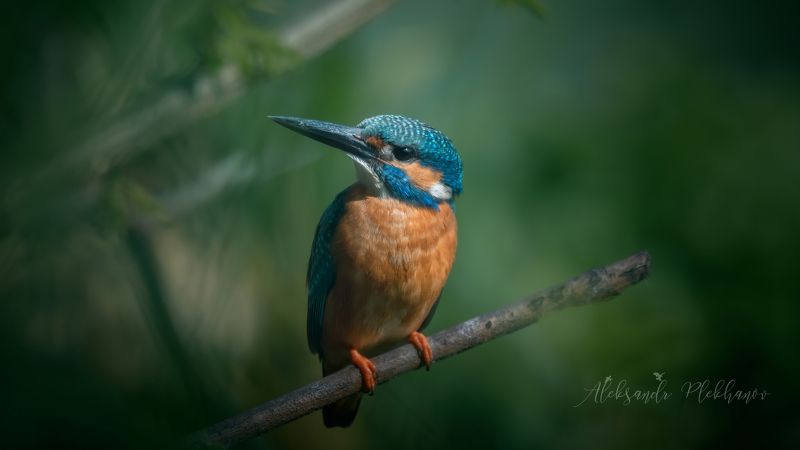 зимородок , kingfisher , wildlife Kingfisherphoto preview