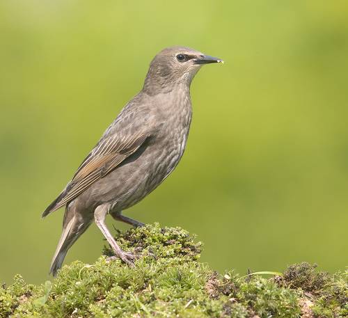 European Starling young. Обыкновенный скворец