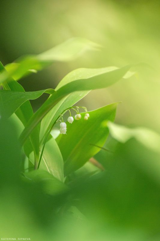 природа, весна, лес, цветы Нежный ландышphoto preview