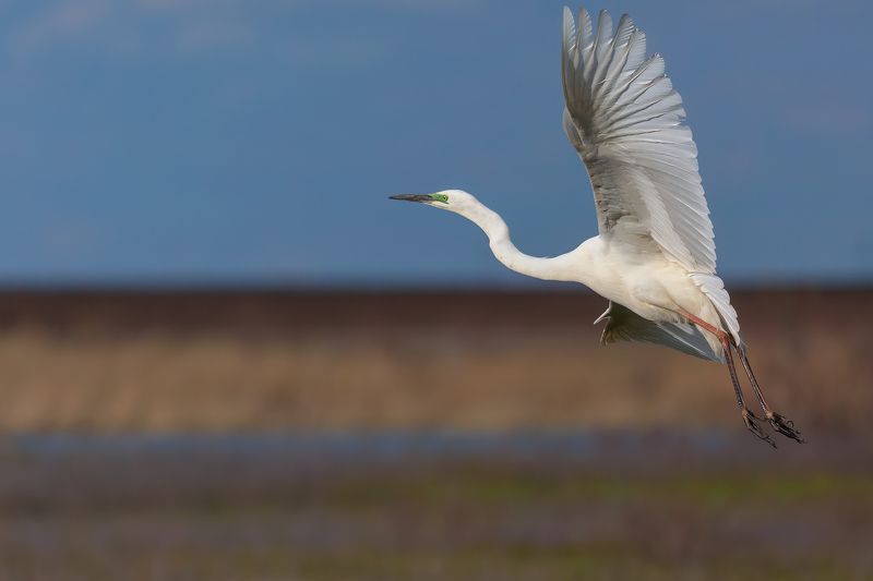 большая белая цапля, great egret, ardea alba ***photo preview