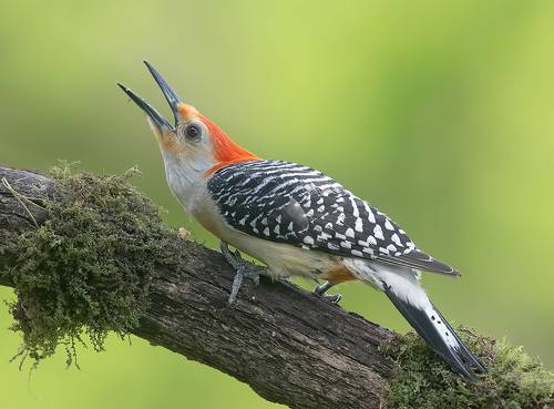 Red-bellied Woodpecker male -Каролинский меланерпес