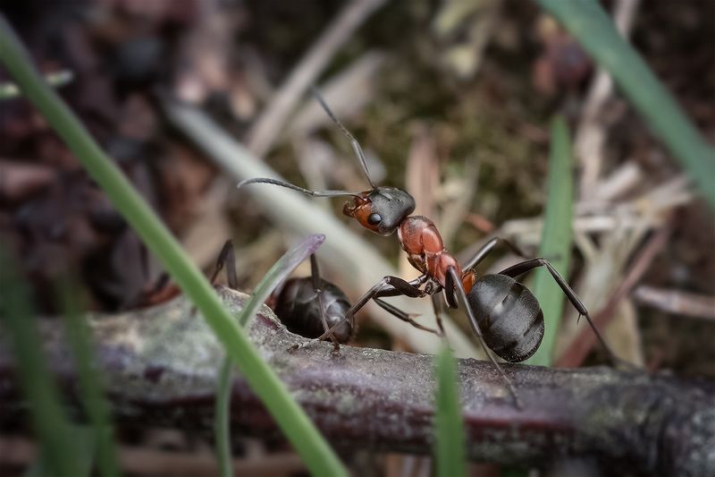 муравей, макро, природа, насекомые, ant, macro Секундный перерыв☺photo preview
