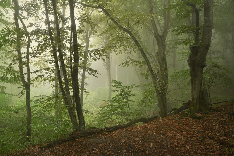 Ритмы туманного лесаphoto preview