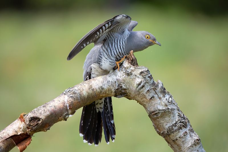 cuckoo, birds, animals, nature, wildlife, canon, sigma 150-600 Cuckoophoto preview