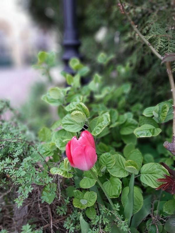 тюльпан Розовый шелк на зеленомphoto preview