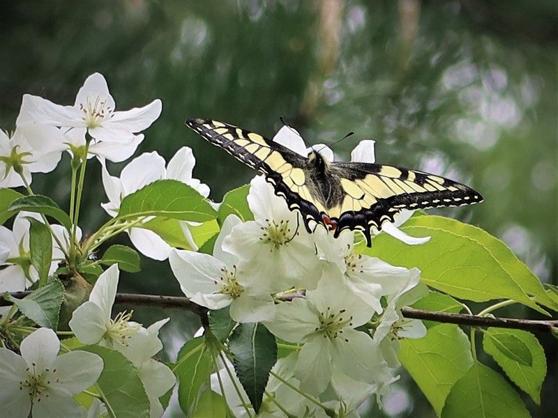 бабочка,яблоня,цветы На цветущей яблонеphoto preview
