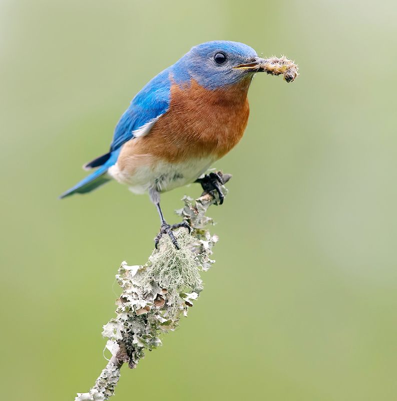 Eastern Bluebird male -Восточная сиалия. самец