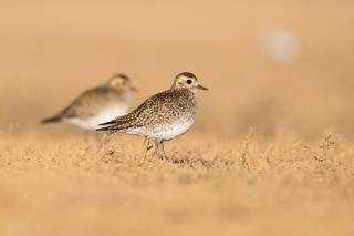 Pluvialis fulva