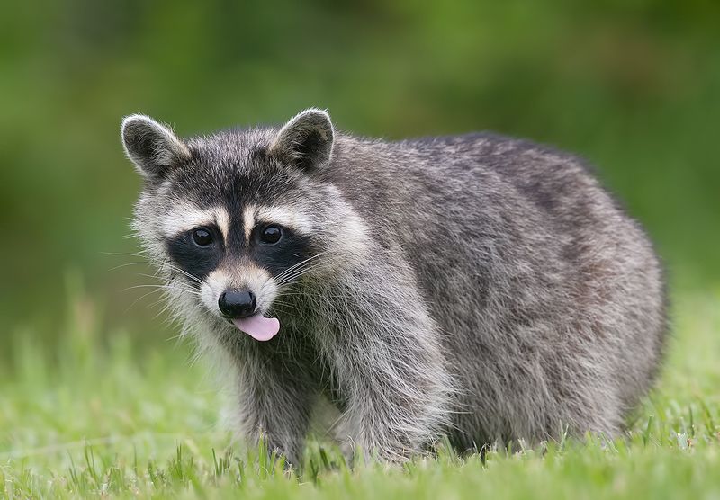Енот-полоскун -Raccoon