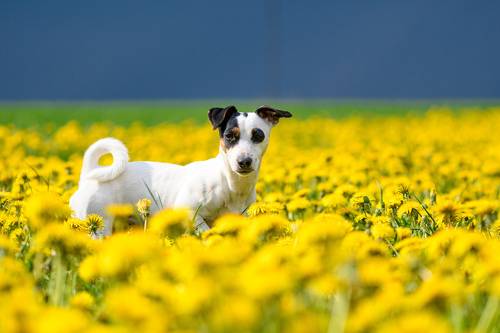 Dandelion field + blue sky + jack russell terrier = Ukrainian symbols