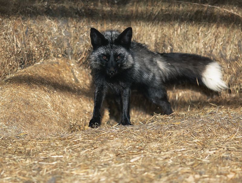 лиса, чернобурая, красота,fox, black, beautiful, nature Лисёнокphoto preview