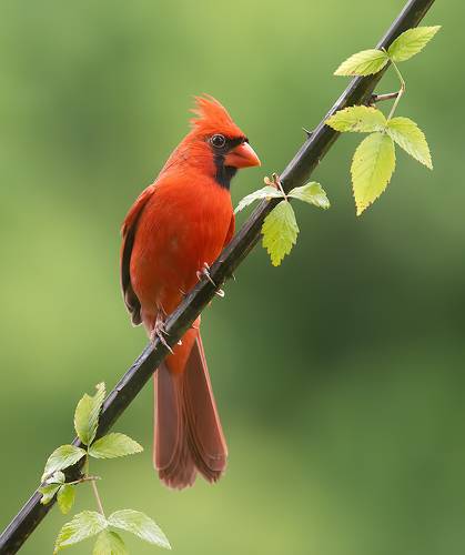 Northern Cardinal male - Красный кардинал самец